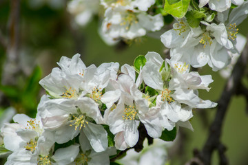 Apple tree blossom, white tender flowers in spring on blue sky, selective focus, seasonal nature flora