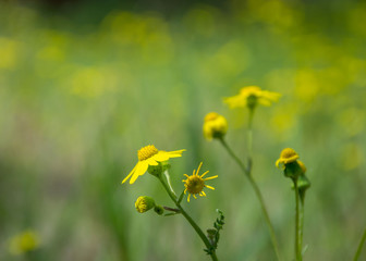Close-up of beautiful Dahlberg daisy, meadow with wild flowers and green grass. blurred background, copy space, seasonal flora, field