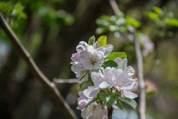 Apple tree blossom, white tender flowers in spring on blue sky, selective focus, seasonal nature flora
