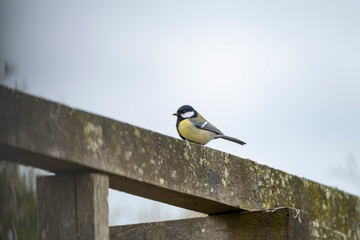 A tomtit sitting on a wooden beam Spring time. Bright photo