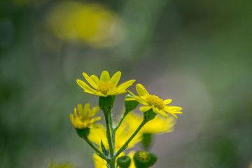 Close-up of beautiful Dahlberg daisy, meadow with wild flowers and green grass. blurred background, copy space, seasonal flora, field