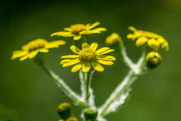 Close-up of beautiful Dahlberg daisy, meadow with wild flowers and green grass. blurred background, copy space, seasonal flora, field