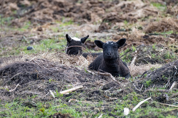 Young black sheep, lamb lies in the sand, in the background a black lamb with a lot of white, looking at the camera