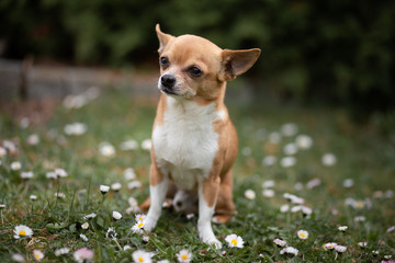chihuahua with flowers