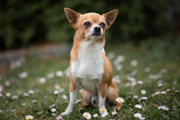 Chihuahua portrait