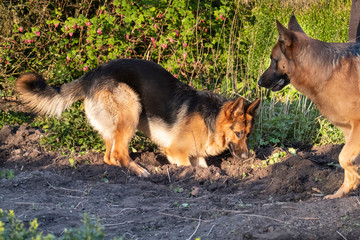 A young German Shepherd plays on a spring afternoon, digging in the garden, older dog is watching