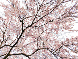 枝垂れ桜