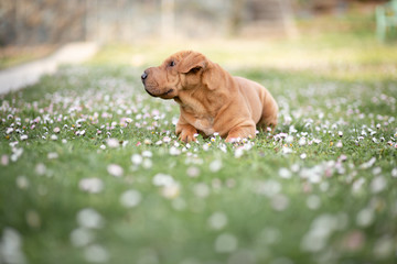 shar pei puppy portrait