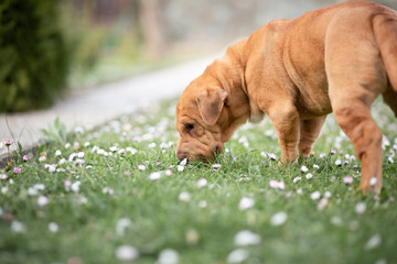 shar pei puppy picture