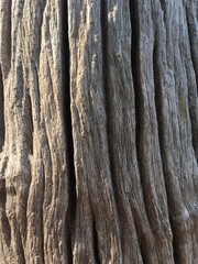 tree bark texture