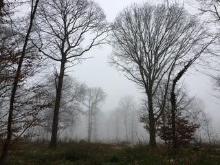 Brouillard