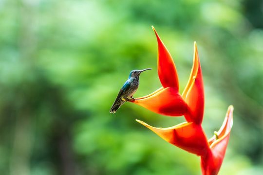 A colorful hummingbird sitting on a red flower