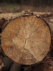 Cut tree rings. Wood log texture