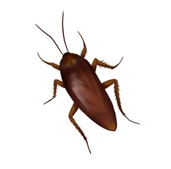 cockroach on white background