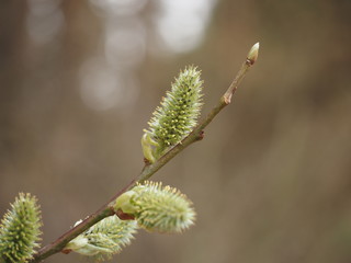 Willow branch close up with blurred backgroud