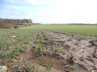 plowed field in spring