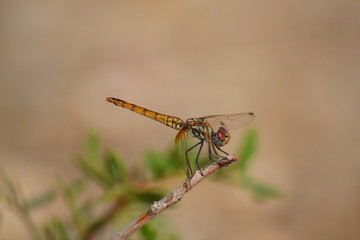 Colourful dragonfly in a brunch