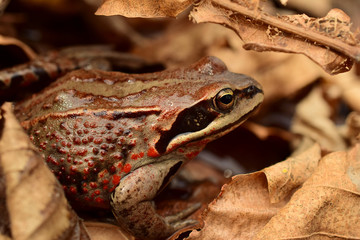 The Siberian frog or Amur frog (Latin: Rana amurensis) is a species of true frog in the family Ranidae. 