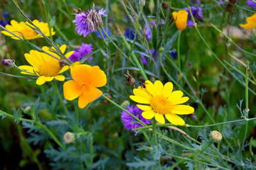 bunte Sommerblumen