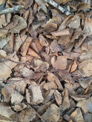 last year's leaves