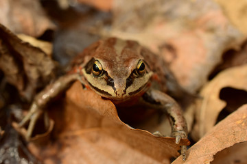 The Siberian frog or Amur frog (Latin: Rana amurensis) is a species of true frog in the family Ranidae. 