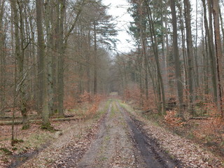 road in the woods