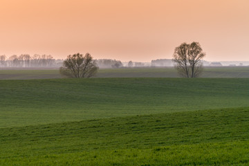 Sunset spring view of two lonely trees in the middle of green farmer's field.