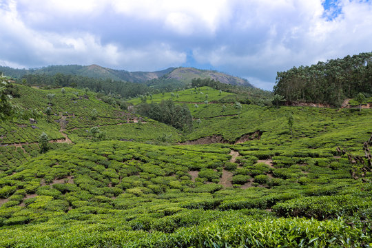 Tea plantation landscape in Munnar Kerala