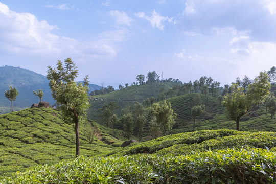 Tea plantation landscape in Munnar Kerala