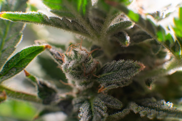 Macro trichomes of cannabis. Indica flower. Pot green flower. CBD THC in Pot. Marijuana bud close...