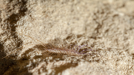 Scutigera hide in sand