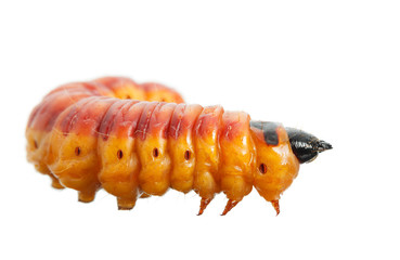 Side view of Cossus cossus caterpillar