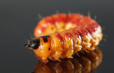 Large orange caterpillar