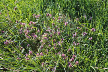 meadow spring flowers