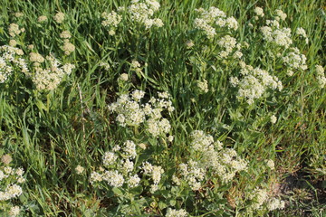 meadow spring flowers