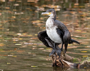 Cormorant perched on a log