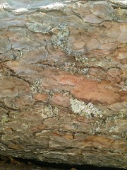 tree bark,bark of deciduous tree,the bark of the conifer