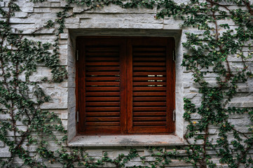 Fototapeta na wymiar Window with wooden shutters on a background of a wall of a house with a climbing plant
