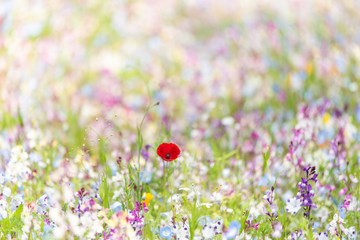 ポピーとワイルドフラワーの野原