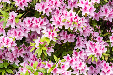 ピンクのつつじの花