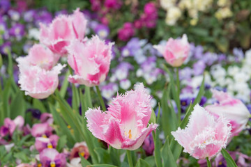 チューリップの咲く花壇