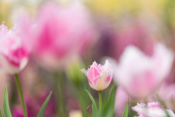 チューリップの咲く花壇