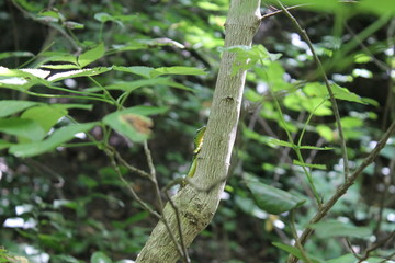 green lizard on a tree