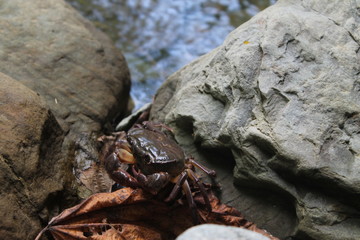 crab on rock