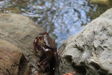 crab on rock