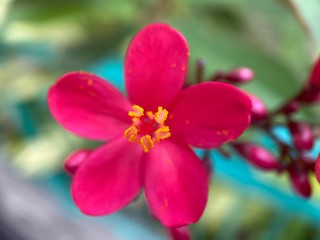 Fototapeta na wymiar Macro closeup of a red flower with yellow pollen.