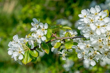 White flowers blossom of bearberry Cotoneaster (Cotoneaster dammeri) creeping shrub at early Spring, Germany, closeup, details