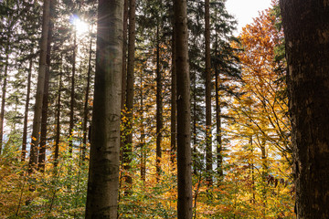 Autumn forest scenery with rays of warm light illumining the gold foliage and a footpath leading into the scene