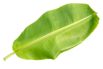 banana leaf isolated on white background, File contains a clipping path.