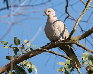 Collared Dove on a branch